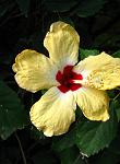 Hibiscus